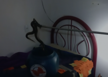Bombeiros resgatam jiboia encontrada em uma cama em Luziânia