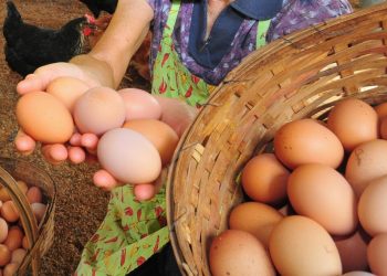 Com quaresma e custos de produção em alta, ovo fica 15% mais caro
